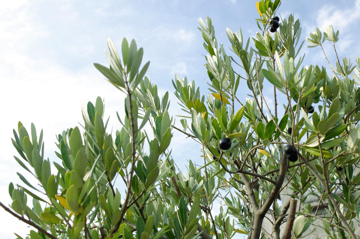 ルーフバルコニー