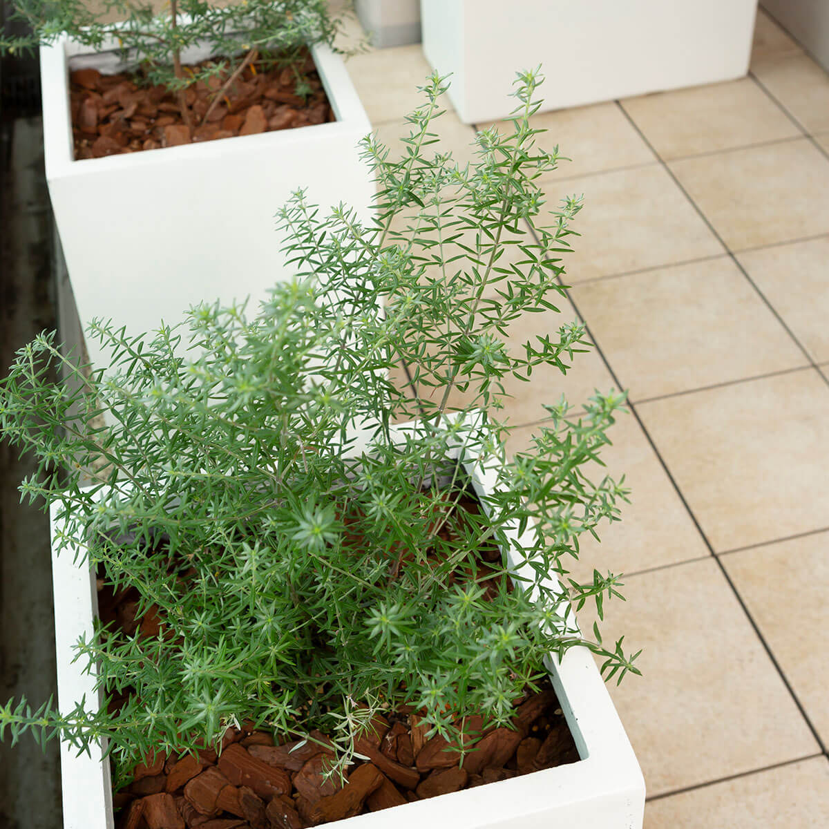 大きな白いデッキチェア