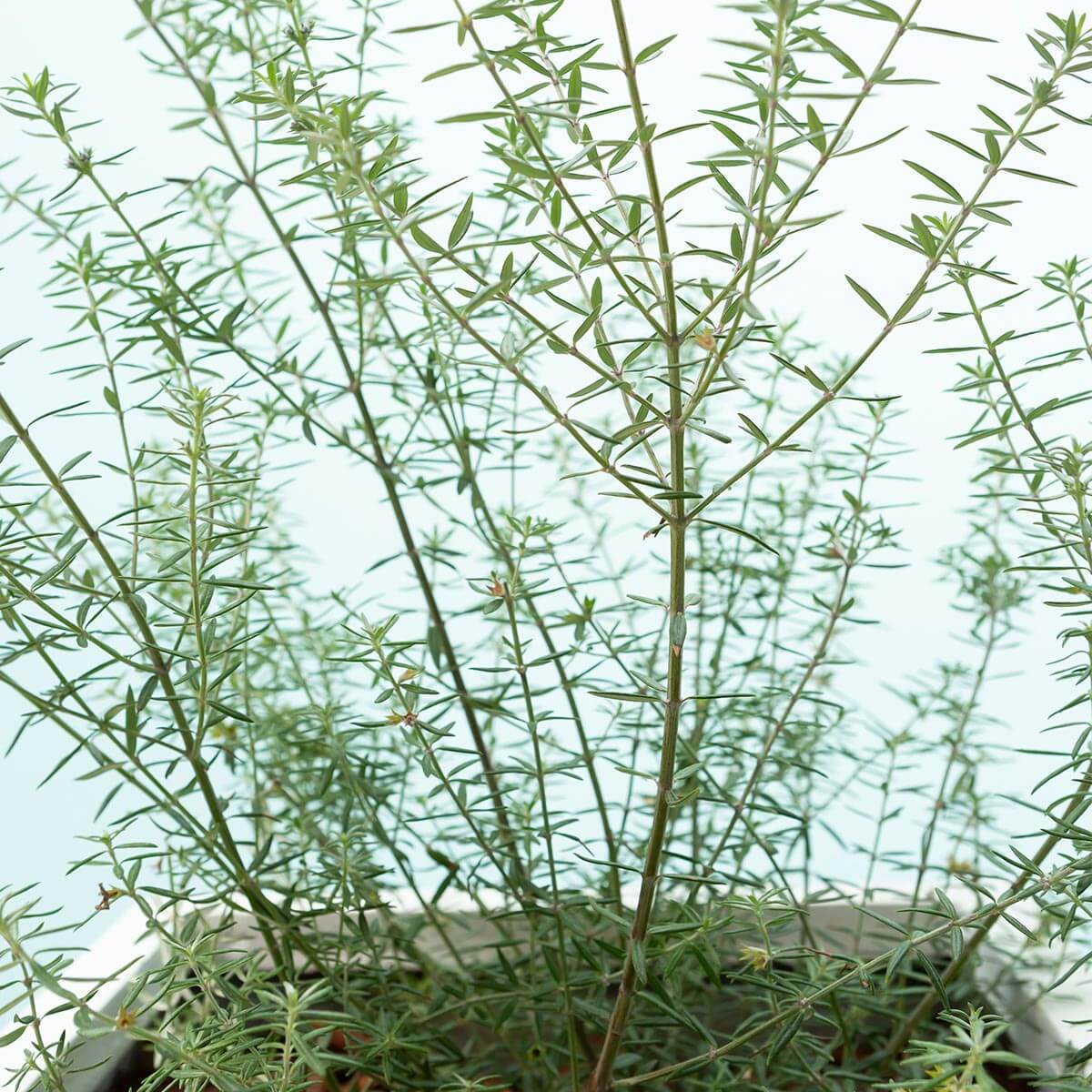 グリーンや家具が映えるから緑も喜んでいるようで並べがいがある