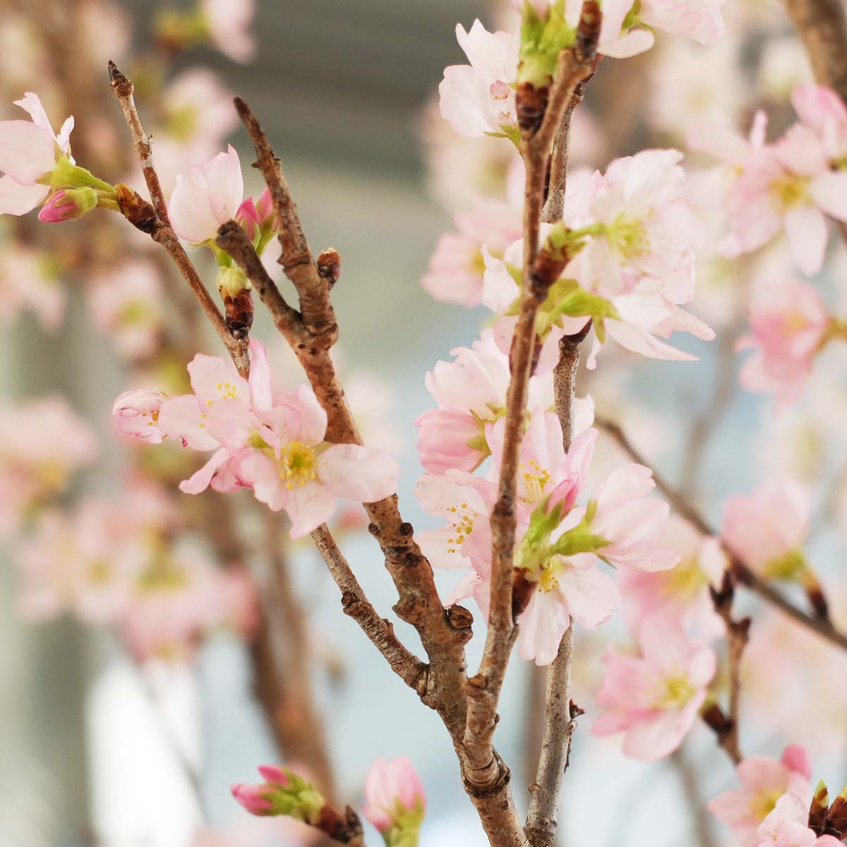 バルコニーで床座のお花見