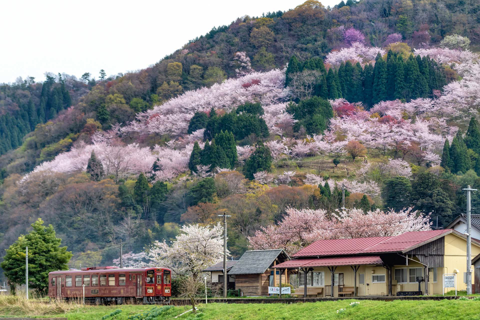 桜の山を背景に「八頭号」