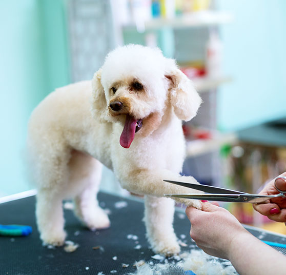 足先をカットされる犬