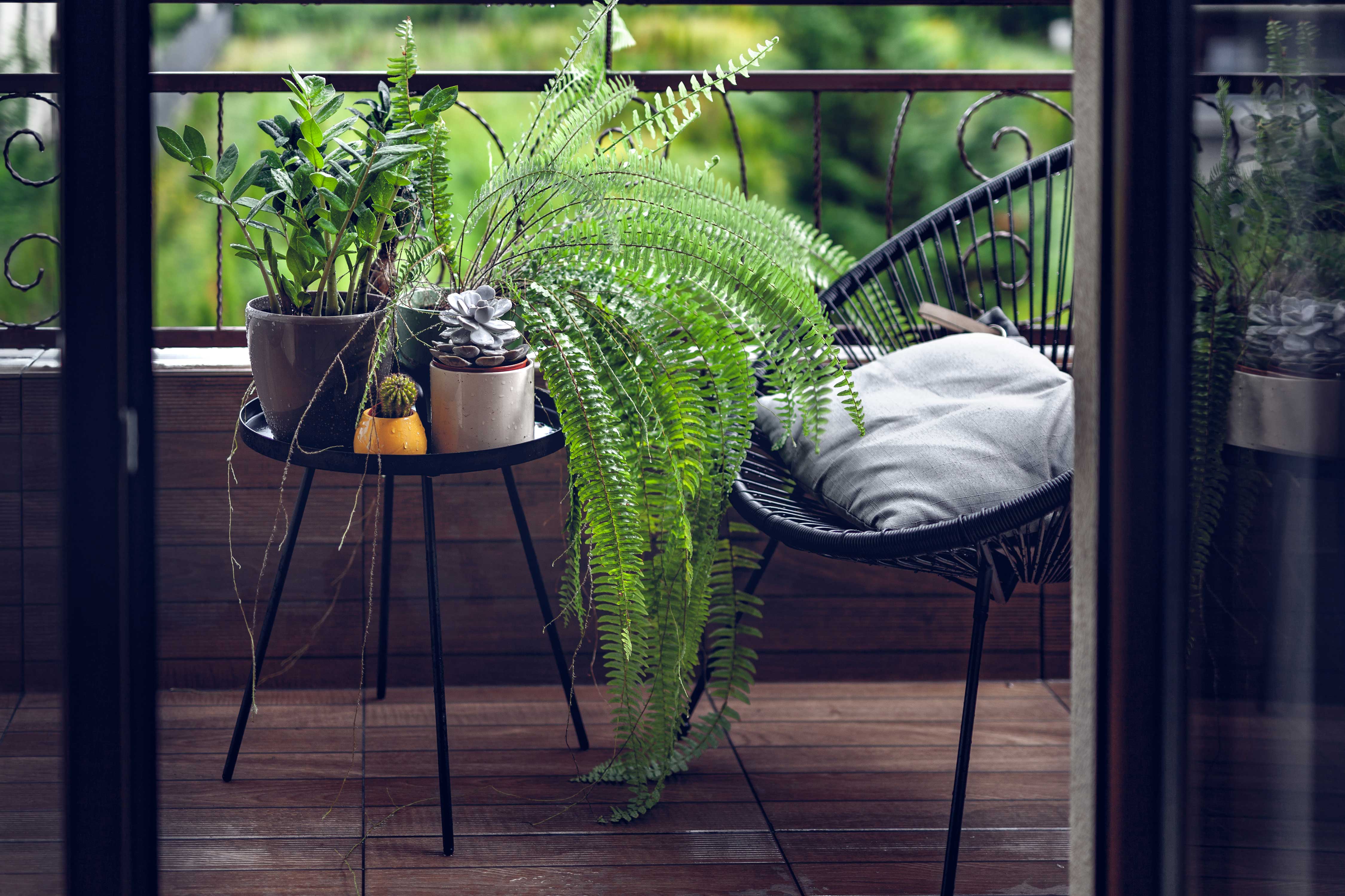 バルコニーをおしゃれに魅せる観葉植物