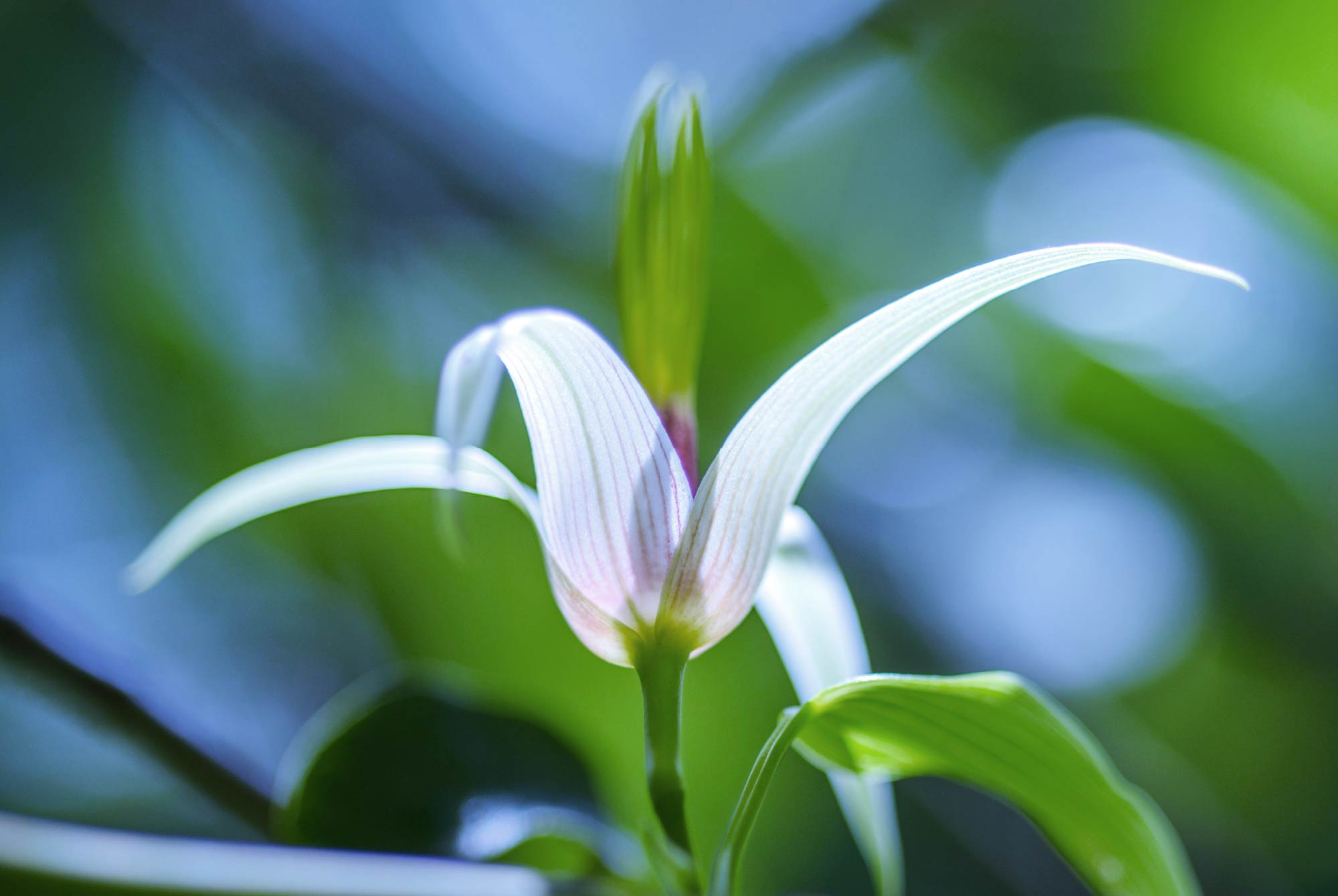 自然を味方に植栽の多彩な表情を写そう